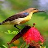 Sunbird Bird On A Flower Diamond Paintings