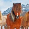 The Icelandic Ponies Diamond Paintings