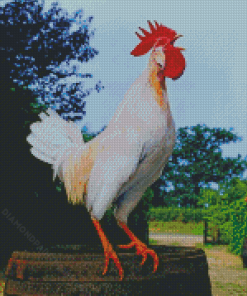 White Rooster Diamond Paintings