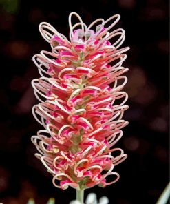 White And Pink Grevillea Diamond Paintings