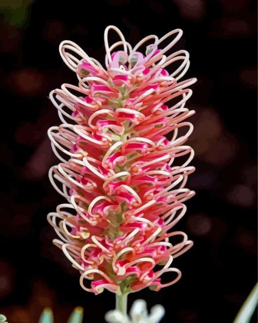 White And Pink Grevillea Diamond Paintings