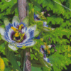 Aesthetic Blue Passion Flower Diamond Paintings