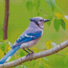 Aesthetic Blue Jay Bird Diamond Paintings