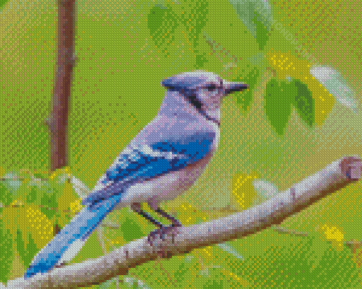 Aesthetic Blue Jay Bird Diamond Paintings