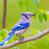 Aesthetic Blue Jay Bird Diamond Paintings