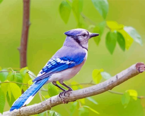 Aesthetic Blue Jay Bird Diamond Paintings