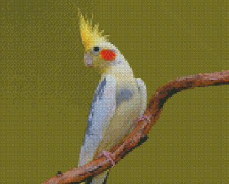 Aesthetic Cockatiel Parrot Diamond Paintings