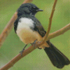 Aesthetic Willy Wagtail Bird Diamond Paintings