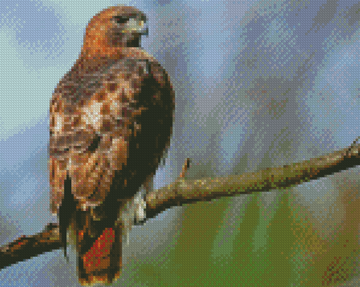 Aesthetic Red Tailed Hawk Diamond Paintings