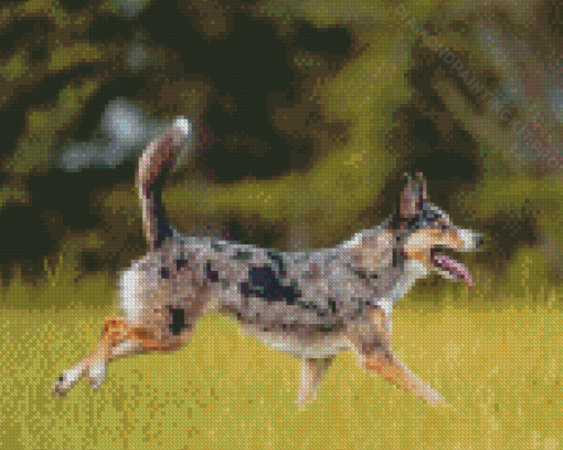 Aussie Dog Diamond Paintings