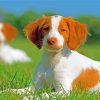 Cool Brittany Spaniel Diamond Paintings