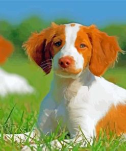 Cool Brittany Spaniel Diamond Paintings