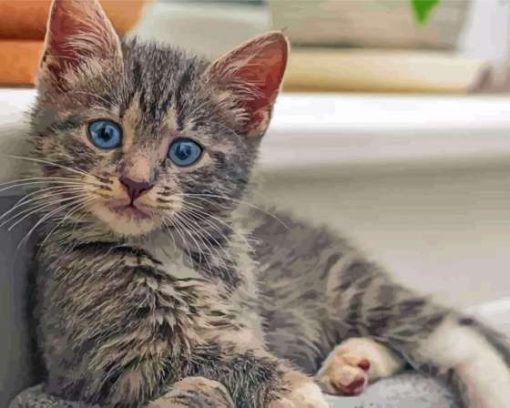 Cute Grey Tabby Cat Diamond Paintings