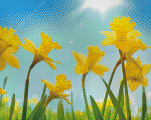 Field Of Daffodils Flowers Diamond Paintings