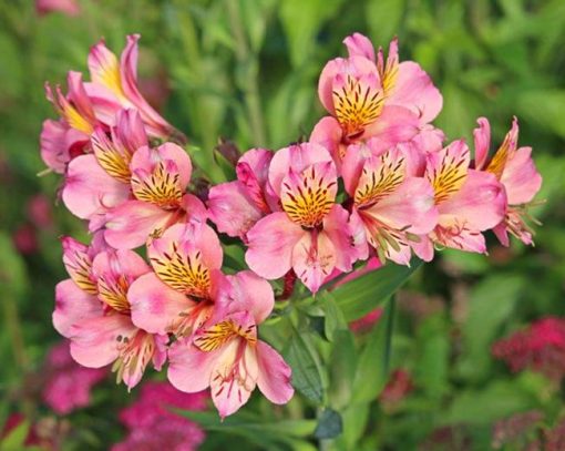 Pink Alstroemeria Diamond Paintings