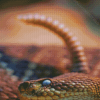 Rattlesnake Head Diamond Paintings