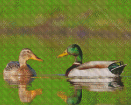 Swimming Wild Ducks Diamond Paintings