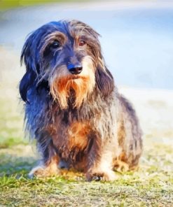 Wire Haired Dachshund Diamond Paintings