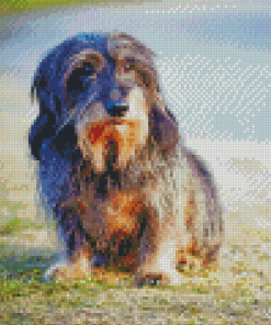 Wire Haired Dachshund Diamond Paintings