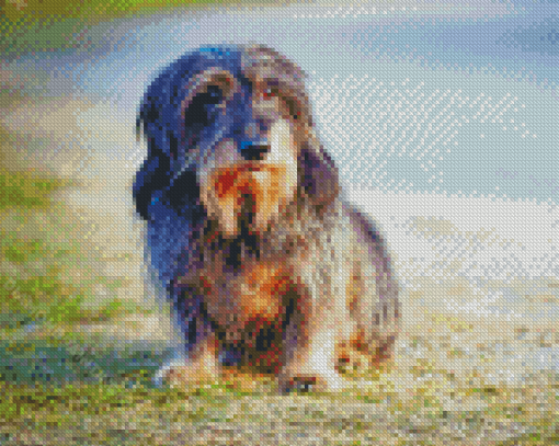 Wire Haired Dachshund Diamond Paintings