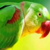 Green Alexandrine Parakeet Bird Diamond Paintings
