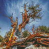 Ancient Bristlecone Pine Forest Diamond Paintings