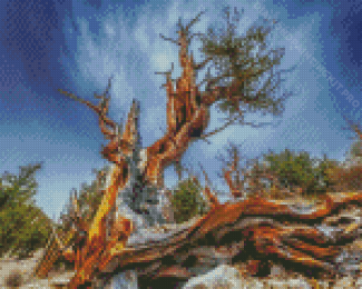 Ancient Bristlecone Pine Forest Diamond Paintings