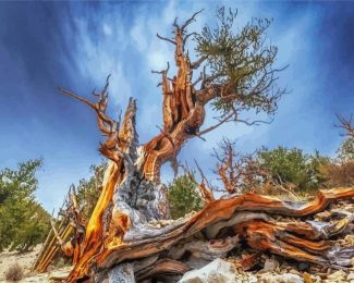 Ancient Bristlecone Pine Forest Diamond Paintings