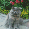 Angry Long Hair Grey Cat Diamond Paintings