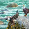 Bald Eagles Birds On The River Diamond Paintings