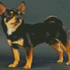 Black Chihuahua Diamond Paintings