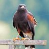 Black Falcon Bird Diamond Paintings