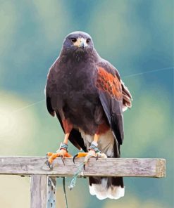 Black Falcon Bird Diamond Paintings