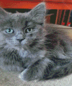 Cute Grey Ragdoll Cat Diamond Paintings