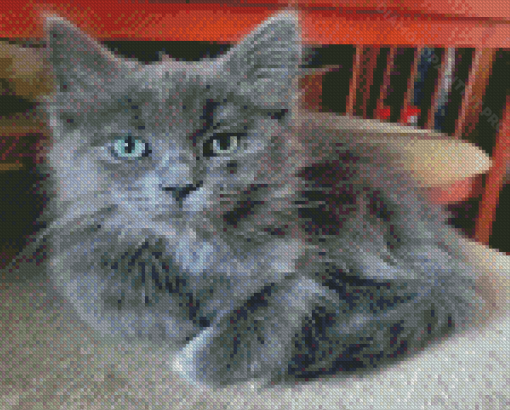 Cute Grey Ragdoll Cat Diamond Paintings