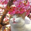 Cute Cat In Cherry Tree Diamond Paintings