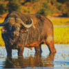 Domestic Water Buffalo Diamond Paintings