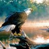 Eagle On Tree By The River Art Diamond Paintings