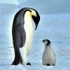 Emperor Penguin And Baby Penguin Diamond Paintings