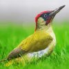 European Woodpecker Bird Diamond Paintings