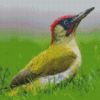 European Woodpecker Bird Diamond Paintings