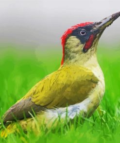 European Woodpecker Bird Diamond Paintings