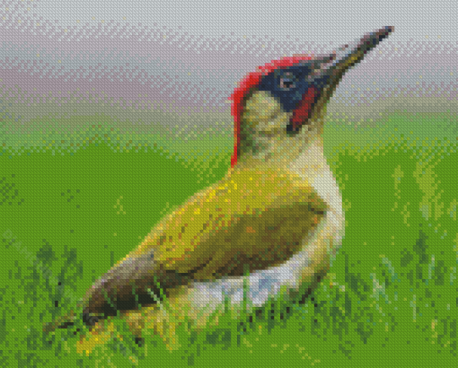 European Woodpecker Bird Diamond Paintings