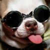 Funny Chihuahua With Glasses Diamond Paintings