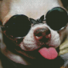 Funny Chihuahua With Glasses Diamond Paintings