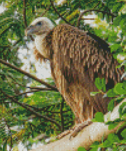 Himalayan Vulture Bird On Tree Diamond Paintings