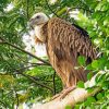 Himalayan Vulture Bird On Tree Diamond Paintings