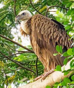 Himalayan Vulture Bird On Tree Diamond Paintings