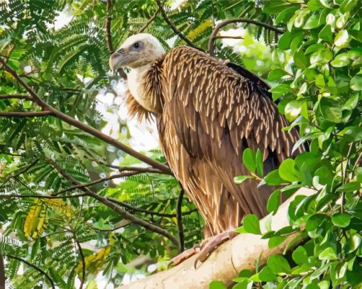 Himalayan Vulture Bird On Tree Diamond Paintings