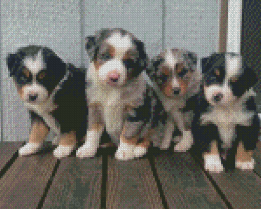 Mini Australian Shepherd Puppies Diamond Paintings